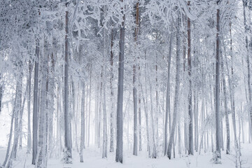 Fototapeta premium Winter forest scene with snow-covered trees in a cold and quiet landscape during a snowy day. High quality photo