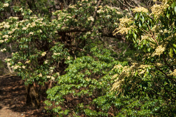 Obraz premium Climbing Mount Amagi, Shizuoka, Japan