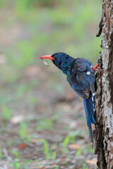 Green wood hoopoe (Phoeniculus purpureus) searching for food in trees in the Kruger National Park in South Africa © henk bogaard
