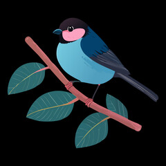 Dark blue bird with pink face sitting on a thin branch against a dark evening sky backdrop