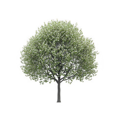 Obraz premium Blossoming Tree with Green Leaves Isolated on Transparent Background