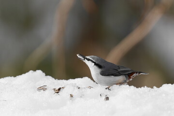 雪の中で餌を探すゴジュウカラ