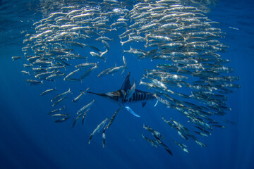 Striped marlins are hunting a small sardines. One of the fastest fish in the ocean. Fish with the long sword on their head.