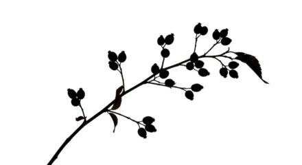 Thin branch with clusters of small dark berries and one leaf outlined in white on isolated on a transparent background