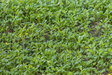 Fresh green leaves of young white radish plants in a rural Bangladeshi farm. Detailed nature background of a vegetable plantation, showcasing lush foliage and rural agriculture.
