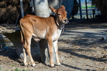 A beautiful young brown calf looks at the camera in a sunny, rural village setting in Bangladesh. Authentic South Asian farming scene and livestock portrait in the warm afternoon sunlight.
