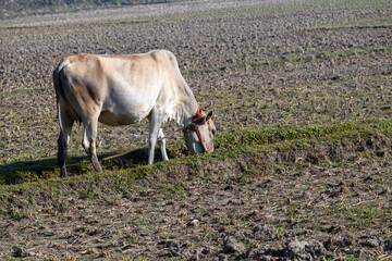A domestic Zebu cow grazing on green grass in a lush field of rural Bangladesh. Beautiful countryside landscape showcasing livestock, agriculture, and traditional farming life in South Asia.
