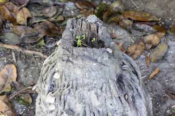 Young green seedlings sprouting from a weathered, decaying Areca palm (Areca catechu) tree stump. A powerful symbol of rebirth, new life, and ecological resilience in a natural environment.