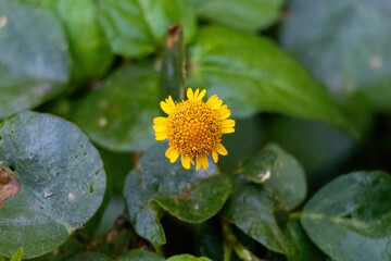 Beautiful yellow Oppositeleaf Spotflower (Acmella repens) in a green rural field. Also called Creeping Spotflower, Nakful, or Bon Gada, a common wildflower found in Bangladesh.