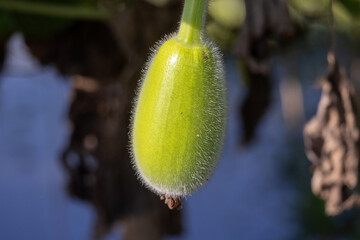 Close-up of a young fuzzy green bottle gourd (Lagenaria siceraria) growing on a vine. This immature vegetable fruit features soft natural lighting and a beautiful blurred bokeh background.