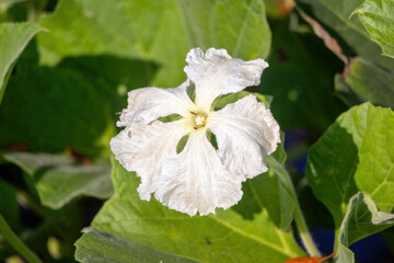 Close-up of a white Bottle Gourd flower (Lagenaria siceraria) in full bloom with delicate ruffled petals and a yellow center against vibrant green foliage in bright sunlight. Nature background.