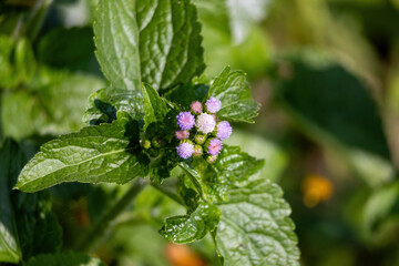Macro close-up of purple Billygoat Weed (Ageratum conyzoides) buds and serrated green leaves. Vibrant wildflower blooming in bright natural sunlight, showcasing organic texture and detail.