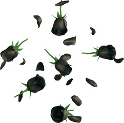 Black Rose Petals
