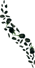 Black Rose Petals
