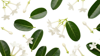 White Jasmine Flowers and Green Leaves Seamless Pattern on White Background