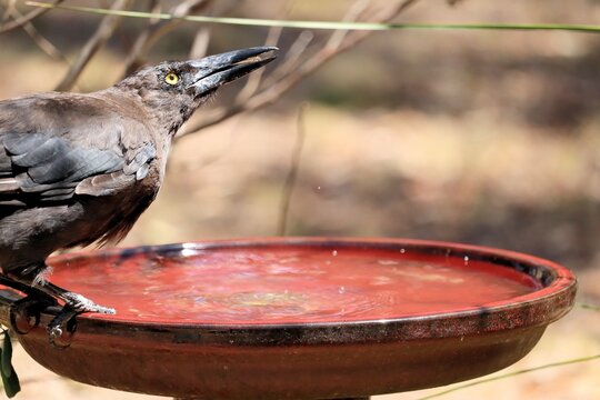 Close-up of wild Grey Currawong (Strepera versicolor) drinking at birdbath, South Australia