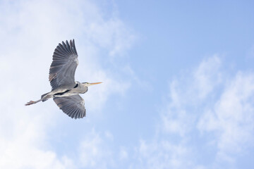 Obraz premium Graureiher im Flug