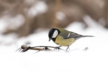 Obraz premium Kohlmeise im Schnee