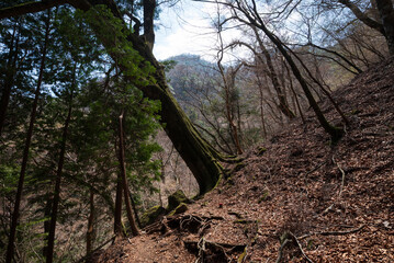 Fototapeta premium Climbing Mount Amagi, Shizuoka, Japan
