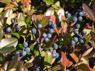 Fruits of Indian Hawthorn