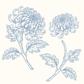Vintage hand drawn chrysanthemum flower illustration set, engraving sketch oriental botanical elements with blooming mums and leaves isolated