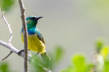 Obraz premium Collared Sunbird (Hedydipna collaris) breeding male Wilderness, Garden Route, Western Cape, South Africa