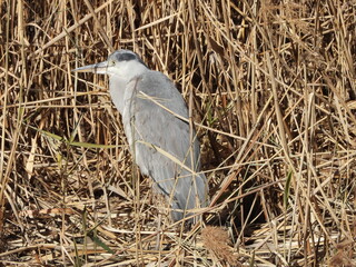 A grey heron standing among the withered reeds