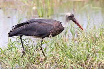 Fototapeta premium African Woolly-necked Stork (Ciconia microscelis) foraging in temporary wetlands after rain, Kruger National Park, South Africa