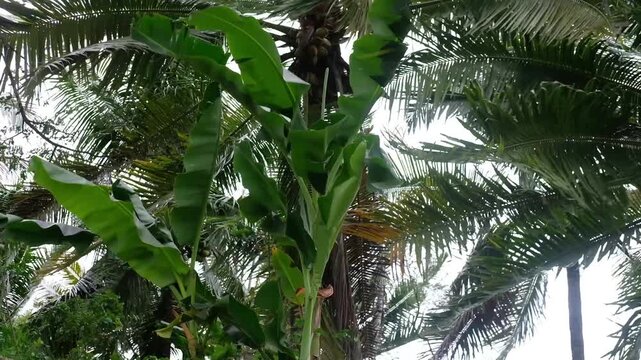 palm tree in the wind, Java, Indonesia, South East Asia, 