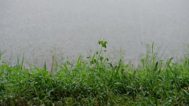 green grass in the water, Java, Indonesia, South East Asia, Mountain Lake Camping Surrounded by Green Nature