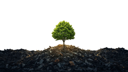Green Tree Growing From Industrial Waste Pile