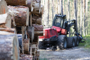 Tree cutting in a forest.

