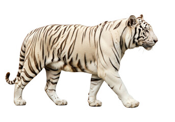 Obraz premium A majestic white tiger walking isolated on transparent background