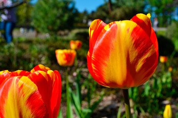 Two tulips, tulip flowers closeup. Red and yellow tulip flower heads isolated.
