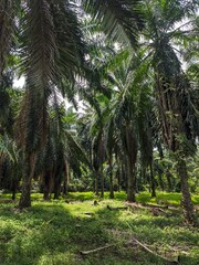 Palm Trees in Lush Forest Setting