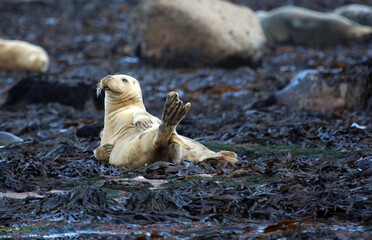 Closeup of a Seal pup resting on seaweed, Ravenscar, North Yorkshire England
