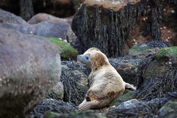 Closeup of a Seal pup among rocks, Ravenscar, North Yorkshire England
