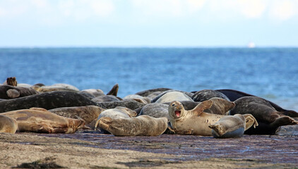 Closeup of the colony of Seals at Ravenscar, North Yorkshire England  © Judith