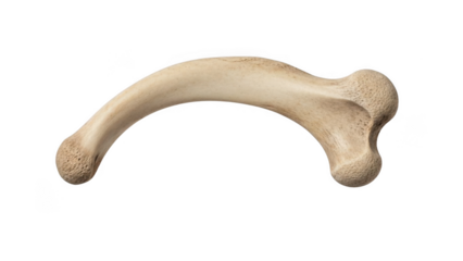 Curved beige animal bone with rounded ends and textured surface isolated on a transparent background