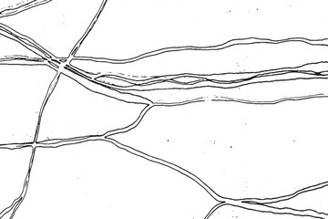 Abstract Monochrome Topographic Line Pattern with Gritty Texture
