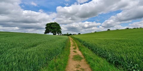 Lush green field with tree and path under a cloudy sky