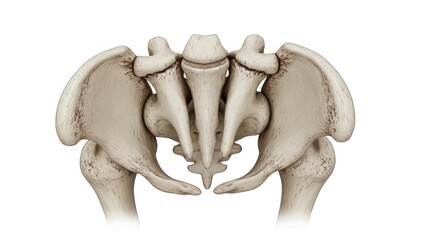 Human pelvis anatomy anterior view detailed bone structure isolated on a transparent background skeletal