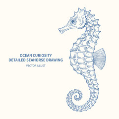 Vintage hand drawn seahorse illustration, detailed engraving sketch of marine sea creature for ocean curiosities and nautical design isolated