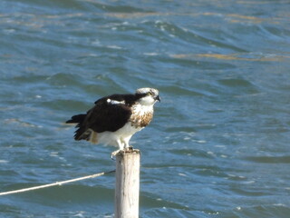 An osprey on a tidal flat