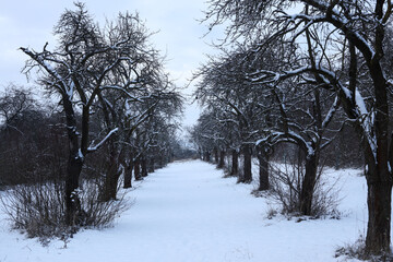 Winter landscape with snow-covered trees on a cloudy day in the park