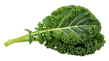 Fresh curly kale leaf on Transparent background for healthy eating concepts