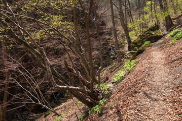 Fototapeta premium Climbing Mount Ryokami, Saitama, Japan