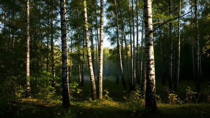 Obraz premium sun rays in forest