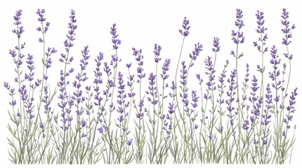 lavender flowers on white background watercolor