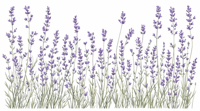 lavender flowers on white background watercolor